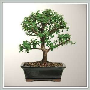 Nursery Direct Dwarf Jade (Portualacaria) Bonsai Tree II  