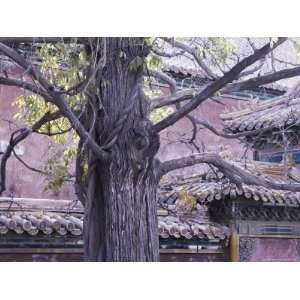Tree and Architectural Detail, Forbidden City (Palace Museum), Beijing 