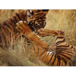  Endangered Bengal Tiger Cubs Play Wrestling in the Tall 