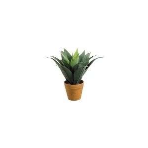  13 Agave Plant Green