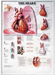The Heart Anatomical Chart/Charts/Model, 3D Chart  