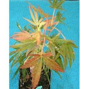  Scolopendrifolium Narrow Leaf Japanese Maple   1 Year 