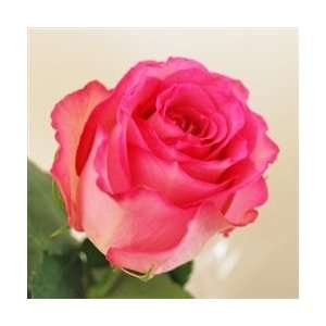  Sweet Unique Light Pink Rose 20 Long   100 Stems: Arts 