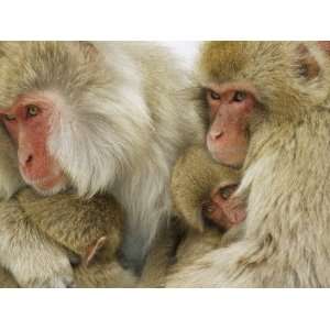  Group of Snow Monkeys Huddle Together for Warmth 