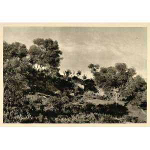 1937 Olive Trees Corsica Photogravure Martin Hurlimann 