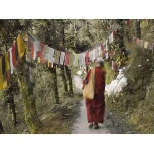  Down Path, Mcleod Ganj, Dharamsala, Himachal Pradesh State, India 