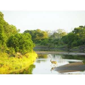 Kudu and Chacma Baboon in the Majale River, Nothern Tuli Game Reserve 