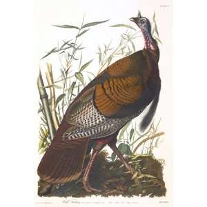  Audubons Birds of America 001 Wild Turkey (Male) (Limited 