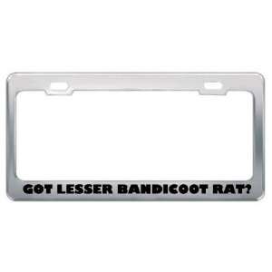  Got Lesser Bandicoot Rat? Animals Pets Metal License Plate 