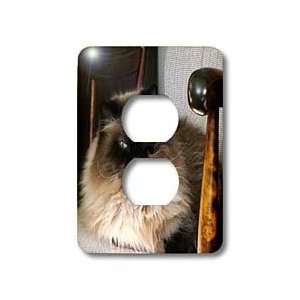 WhiteOak Photography Cats   Siamese Cat   Light Switch Covers   2 plug 