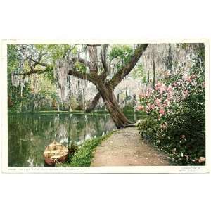 1907 Vintage Postcard   The Lake   Magnolia on the Ashley   Charleston 