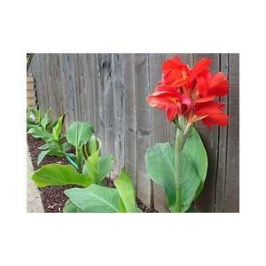  Red Canna Five Gallon Plant Patio, Lawn & Garden