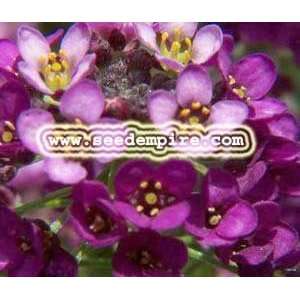  ALYSSUM ROYAL CARPET Dwarf Lobularia Maritima     500 