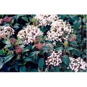  Viburnum Spring Bouquet (1 Gallon) Patio, Lawn & Garden