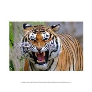  Angry Tiger 10.00 x 8.00 Poster Print