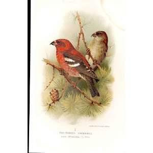   Barred Crossbill Lilfords Birds 1885 97 By A Thorburn