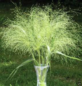 Frosted Explosion Ornamental Grass Seeds *Sparkling*  
