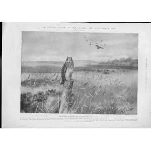    Antique Print 1905 Short Eared Owl By Lodge Birds: Home & Kitchen