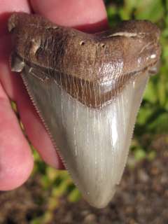   Angustidens Shark tooth fossils with confidence from the Tooth Sleuth