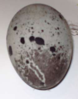 chicken egg next to a cayuga egg to show contrast