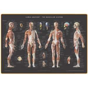  Wallchart: Human Muscular System: Industrial & Scientific