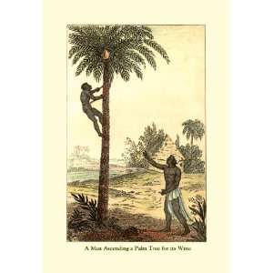  Man Ascending a Palm Tree for Its Wine 20x30 Canvas: Home 