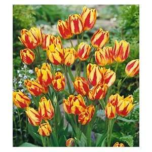  Tulip   Single Late   Color Spectacle Patio, Lawn 