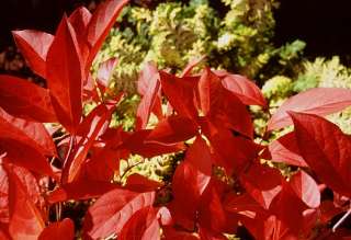 Here is another plus: This shrub grows well in areas from full shade 