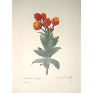  Redoute Botanical Print #8 Astelma Gnaphale: Everything 
