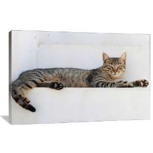 Tabby Cat Lounging   Gallery Wrapped Canvas   Museum Quality  Size 24 
