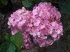 Pee Gee Hydrangea Plant tree  