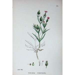  Botany Plants C1902 Striated Catchfly Silene Conica