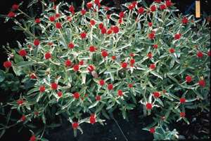 Gomphrena Strawberry Fields Seeds  