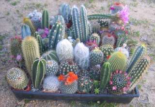 assorted CACTUS COLLECTION CACTI SPECIMENS LOT  