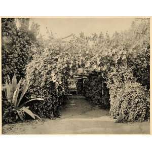  1894 Ramonas Grape Arbor Camulos Rancho Ventura Print 