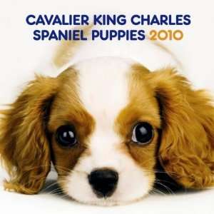  Cavalier King Charles Spaniel Puppies 2010 Small Wall 