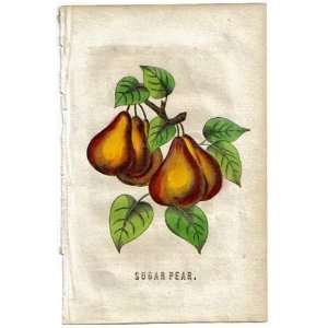  1847 Sugar Pear Hand Colored Botanical Engraving 