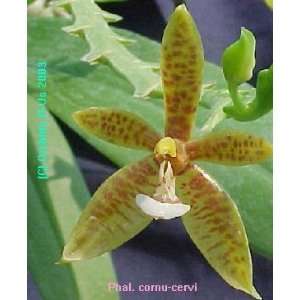 Phalaenopsis cornu cervi 132S  Grocery & Gourmet Food