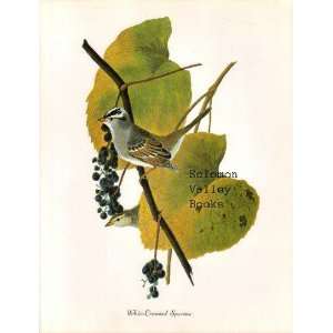  White Crowned Sparrow (8 1/2 by 11 1/2 Color Print 