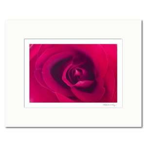  Matted photograph: Deep Red Rose. Size: 14 x 11 inches 