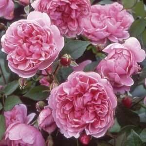  Sister Elizabeth (Rosa English Rose)   Bare Root Rose 