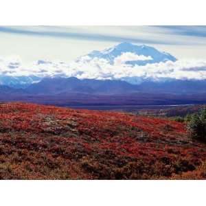 Fall Color in Denali National Park, Mt. Denali, Alaska, USA Stretched 