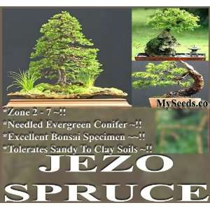  1,000 FRESH Jezo Spruce Picea jezoensis Tree Seeds PERFECT 