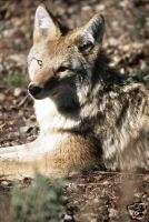 Predator call calling CD coyote fox wolf etc VOLUME 2  