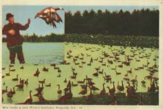 Wild Geese Jack Miners Sanctuary KINGSVILLE Ont. 1955  