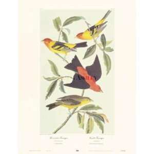  Louisiana Tanager, Scarlet Tanager (Canv    Print