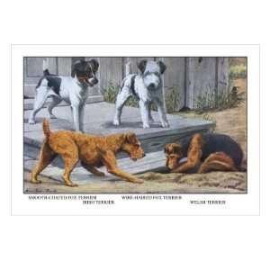    Fox Terrier by Louis Agassiz Fuertes, 18x24