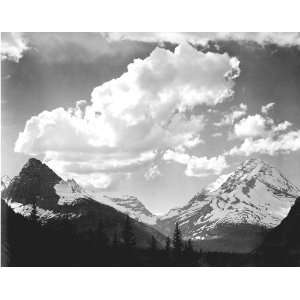   Pines in Glacier National Park   Ansel Adams   1933 42: Home & Kitchen