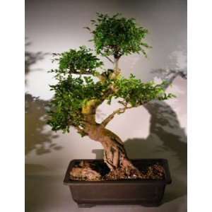 Bonsai Boys Chinese Elm Bonsai Tree ulmus parvifolia  
