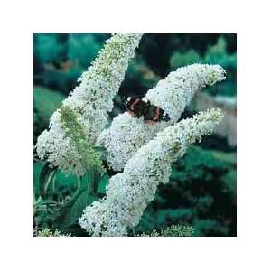  Butterfly Bush white 4 Pot: Patio, Lawn & Garden